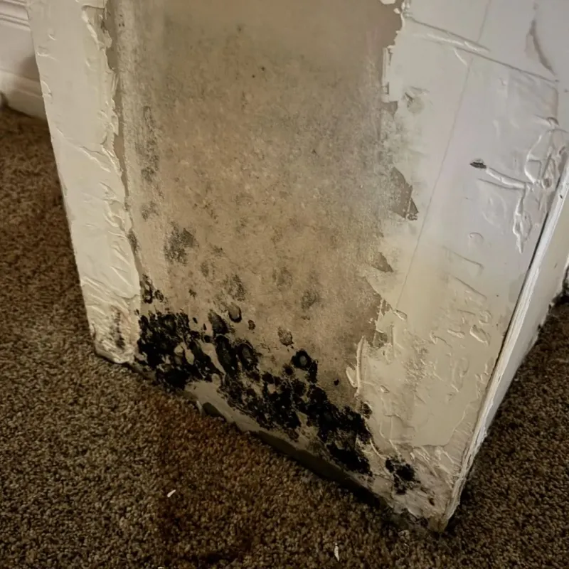 Professional Mold Removal in Ottawa, IL